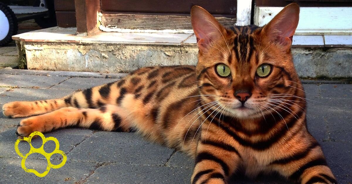 thor7.png?resize=1200,630 - Beautiful Striped And Spotted Cat Named ‘Thor’ Looks Like Half Tiger Half Leopard