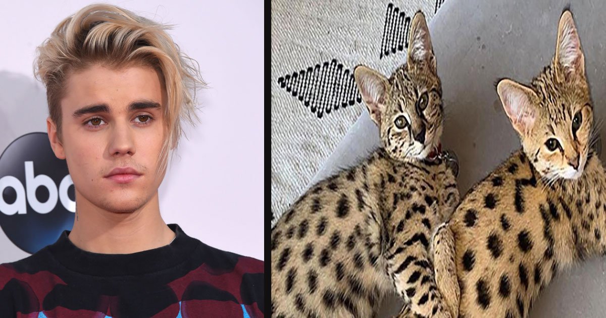 untitled 1 17.jpg?resize=412,275 - PETA Is Upset Over Justin Bieber's $35K Exotic Kittens