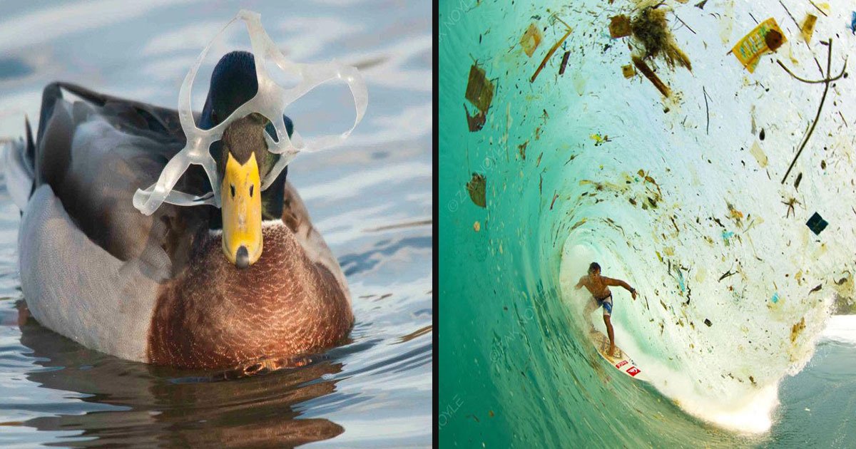 How Every Plastic Bottle You Throw Away Affects The Animals Small Joys