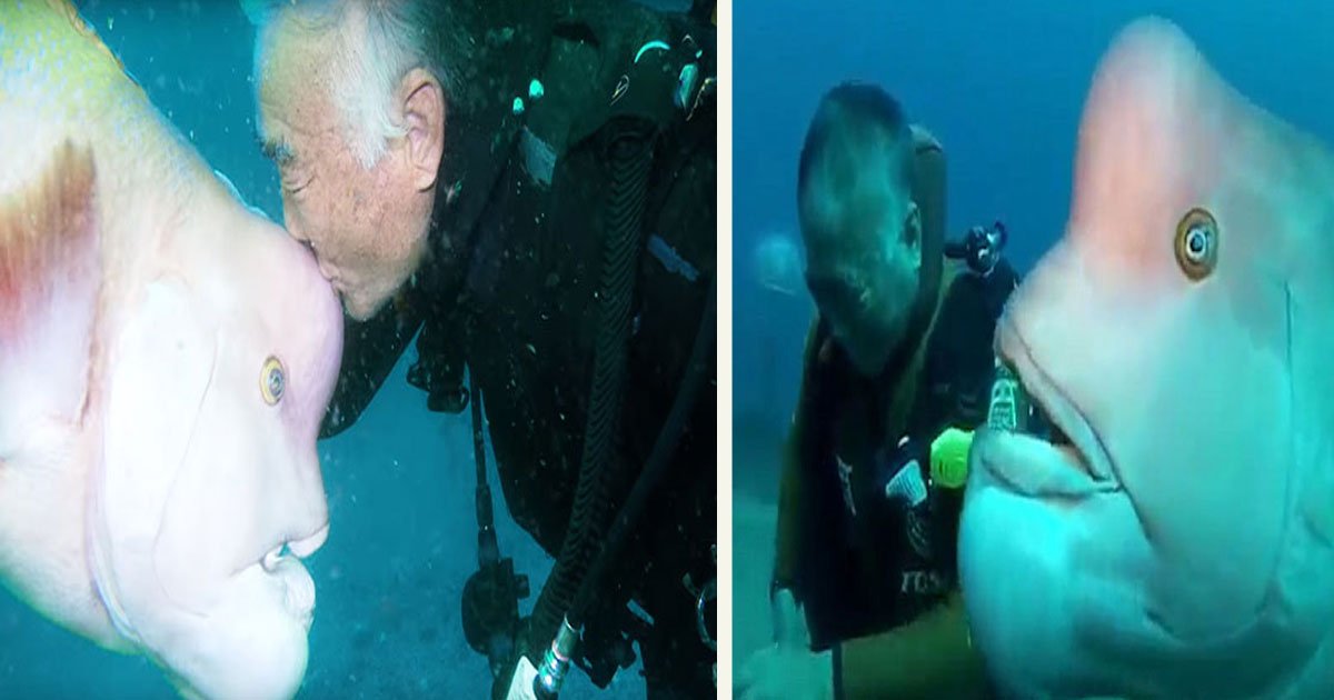 untitled 1 30.jpg?resize=412,232 - Ce plongeur rend régulièrement visite à son meilleur ami «poisson» depuis 25 ans