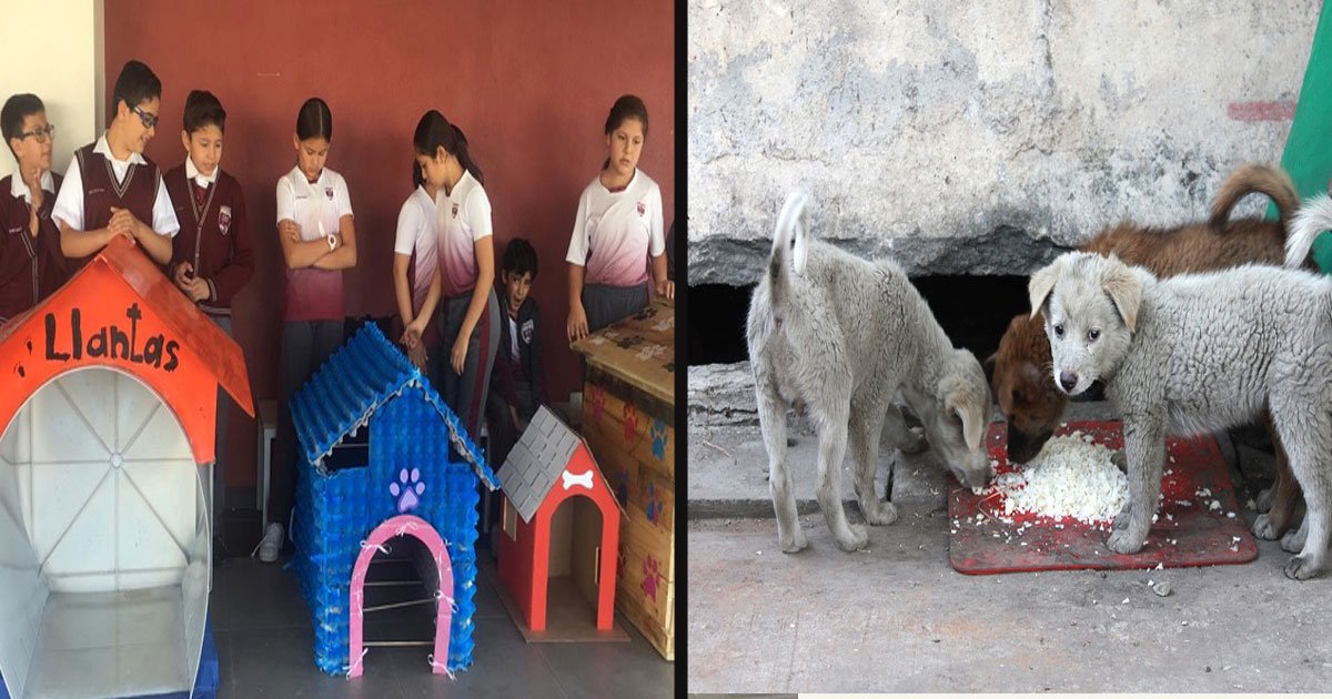 untitled 1 44.jpg?resize=1200,630 - Les élèves d'une école élémentaire ont utilisé des matériaux recyclés pour construire des niches pour les chiens errants