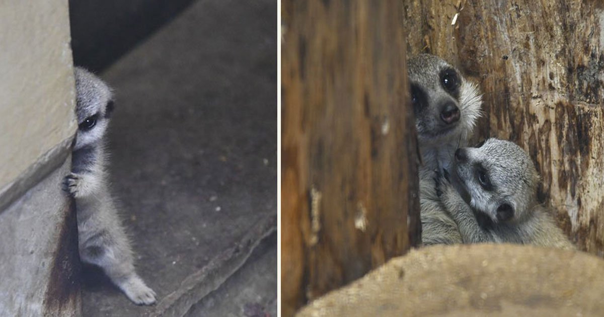 untitled 1 57.jpg?resize=1200,630 - Photographer Captured Adorable Photos Of Shy-At-First Baby Meerkat And Its Family