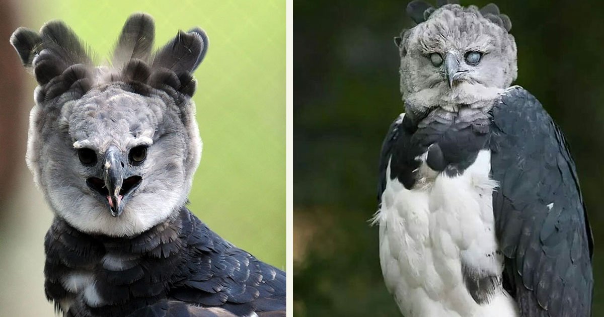 Meet The Harpy Eagle, The Biggest Eagle In The World - Small Joys