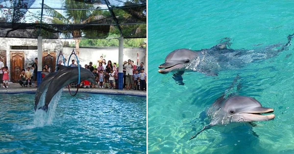 untitled design 10.png?resize=1200,630 - Dolphins Rescued From A Hotel Pool Where They Were Kept To Attract Tourists