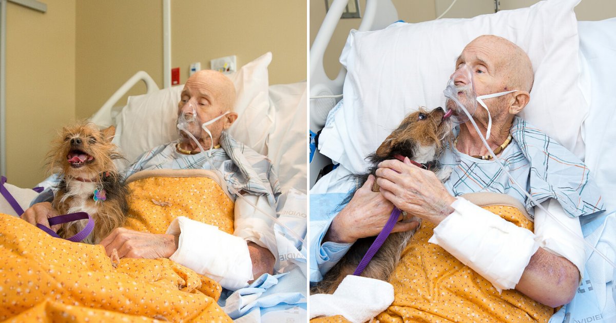 untitled design 15 1.png?resize=1200,630 - Dying Veteran Granted His Final Wish To See His Dog One Last Time