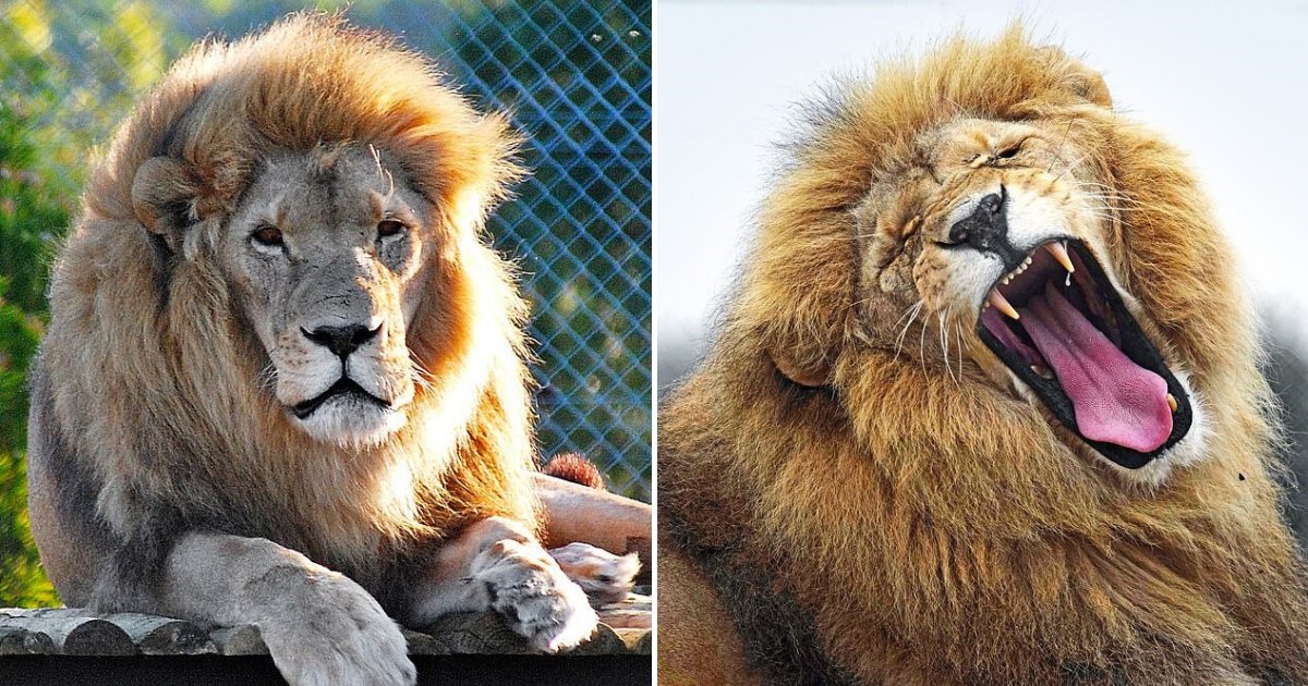 untitled design 23 1.png?resize=1200,630 - Simba The Lion Rescued After He Was Pursued By Trophy Hunters