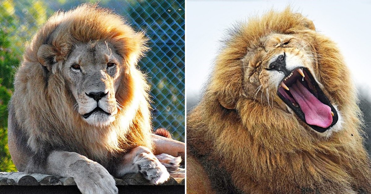 untitled design 23 1.png?resize=412,232 - Simba The Lion Rescued After He Was Pursued By Trophy Hunters