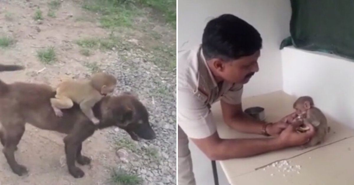 Un Chien Intelligent Transporte Sur Son Dos Un Bebe Singe Abandonne Au Poste De Police Vonjour