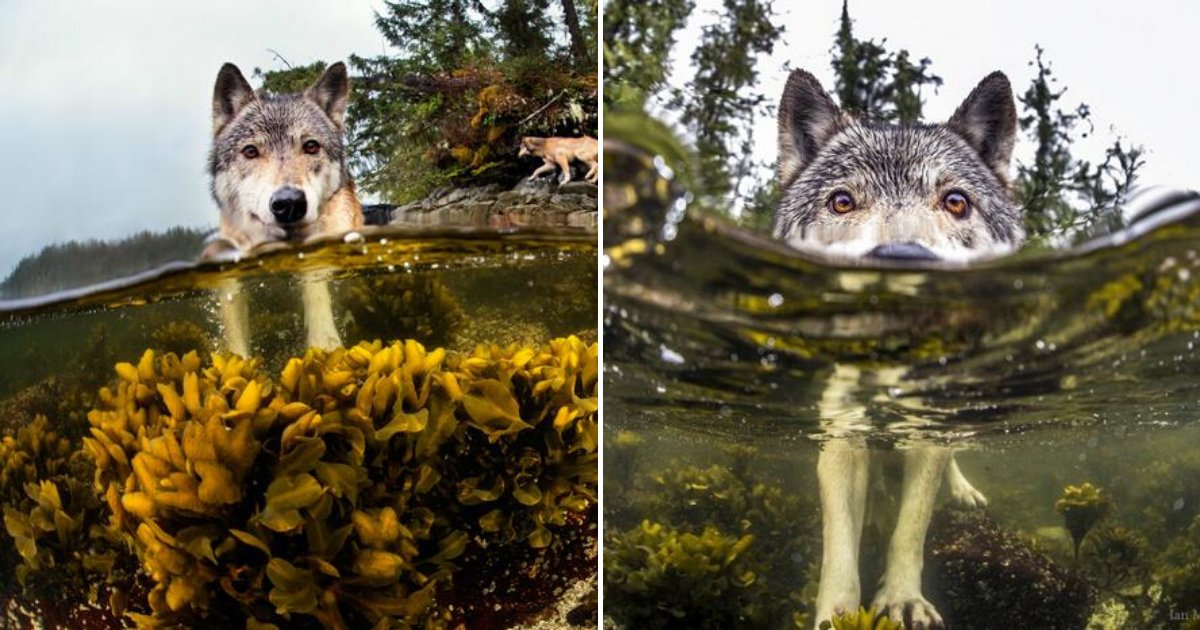 untitled design 6 1.png?resize=1200,630 - Rare Sea Wolves Hunt In The Water And Can Swim For Hours Without A Break