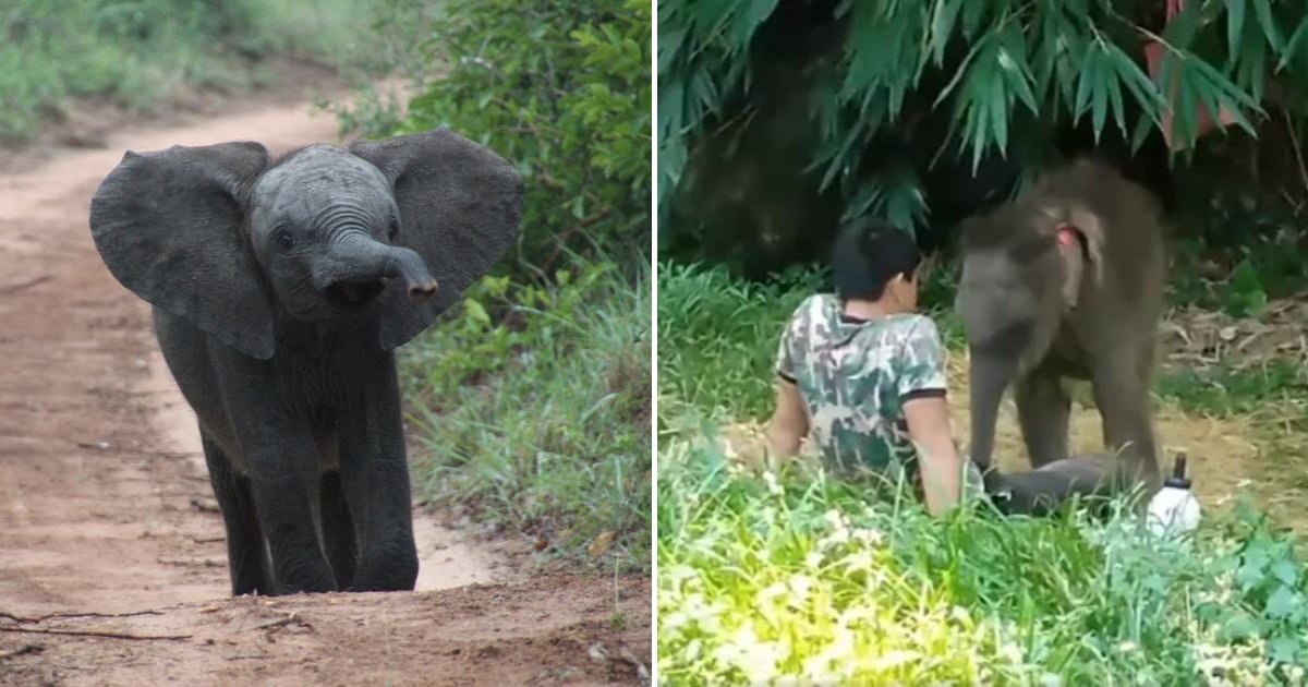 untitled design 68.png?resize=1200,630 - Baby Elephant Returned To Her Human Carer After She Was Rejected By The Herd