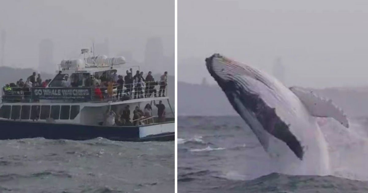 whale performed headstand.jpg?resize=1200,630 - Une jeune baleine à bosse a effectué "un poirier" devant des touristes