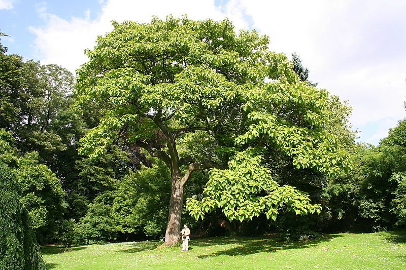 wikipedia 2.jpg?resize=412,275 - Le paulownia pousse en un temps record et produit 4 fois plus d'oxygène que les autres arbres