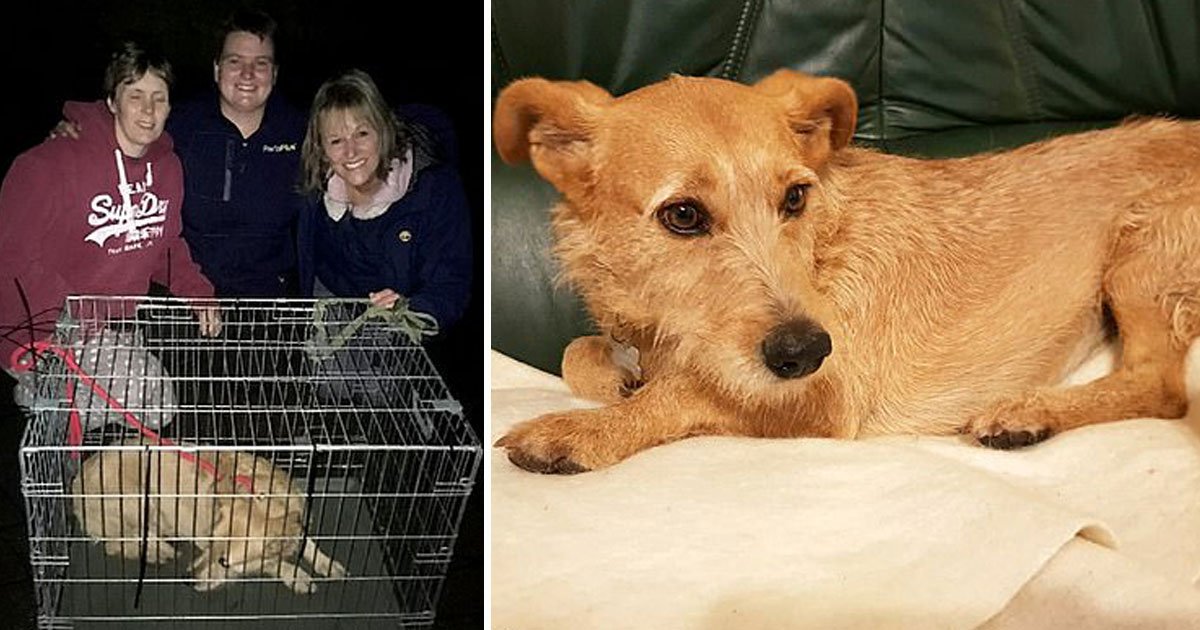 women found missing dog.jpg?resize=412,275 - Three Women Set Up A Trap Using Sausages And Meatballs To Find A Missing Dog