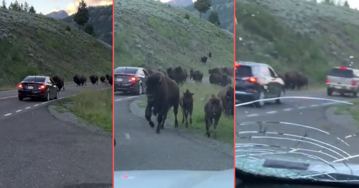 y 2 4.png?resize=412,275 - Sudden Bison Stampede Crushed A Car On The Highway, Fortunately, Everyone Inside Survived