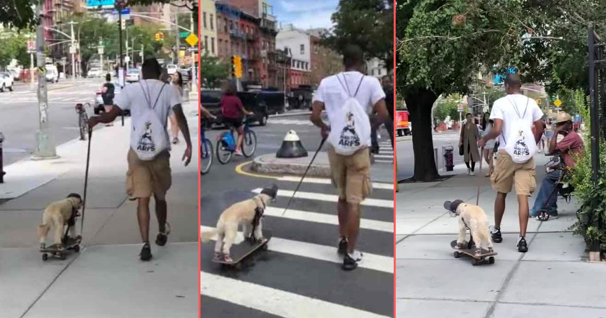 y 2 6.png?resize=412,232 - Man Gave His Dog A Fun Skateboard Ride In New York City 