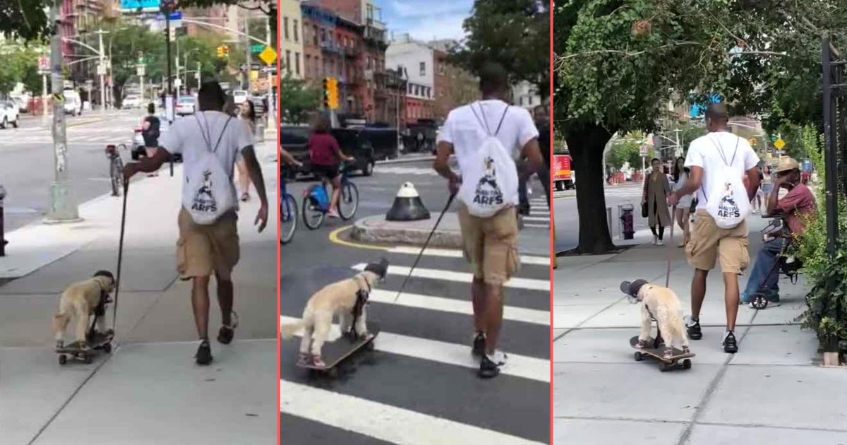 y 2 6.png?resize=412,275 - Man Gave His Dog A Fun Skateboard Ride In New York City 