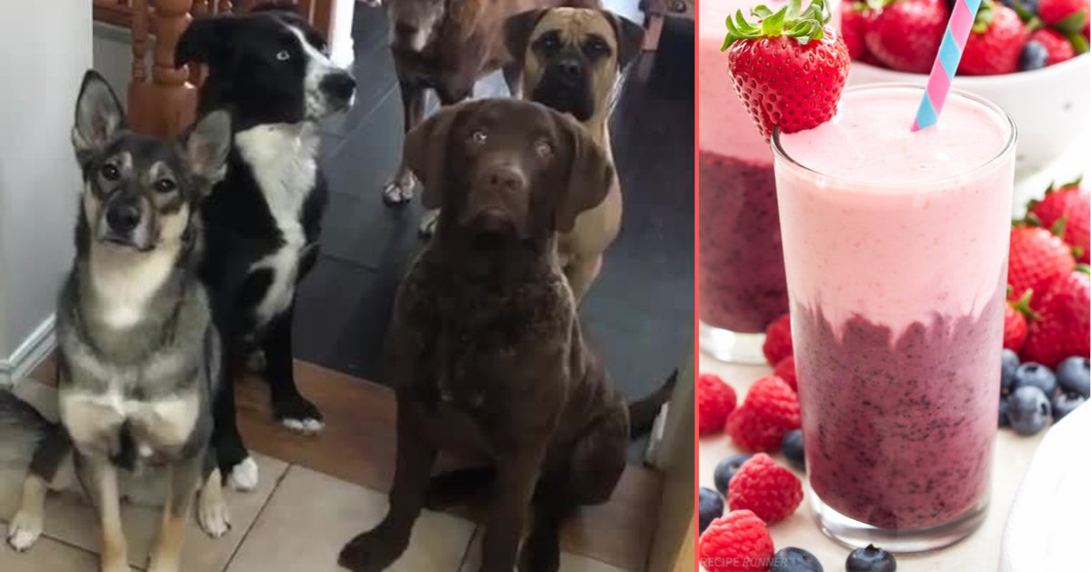 y 3 7.png?resize=412,275 - Pack of Adorable Dogs Sit Patiently For A Smoothie