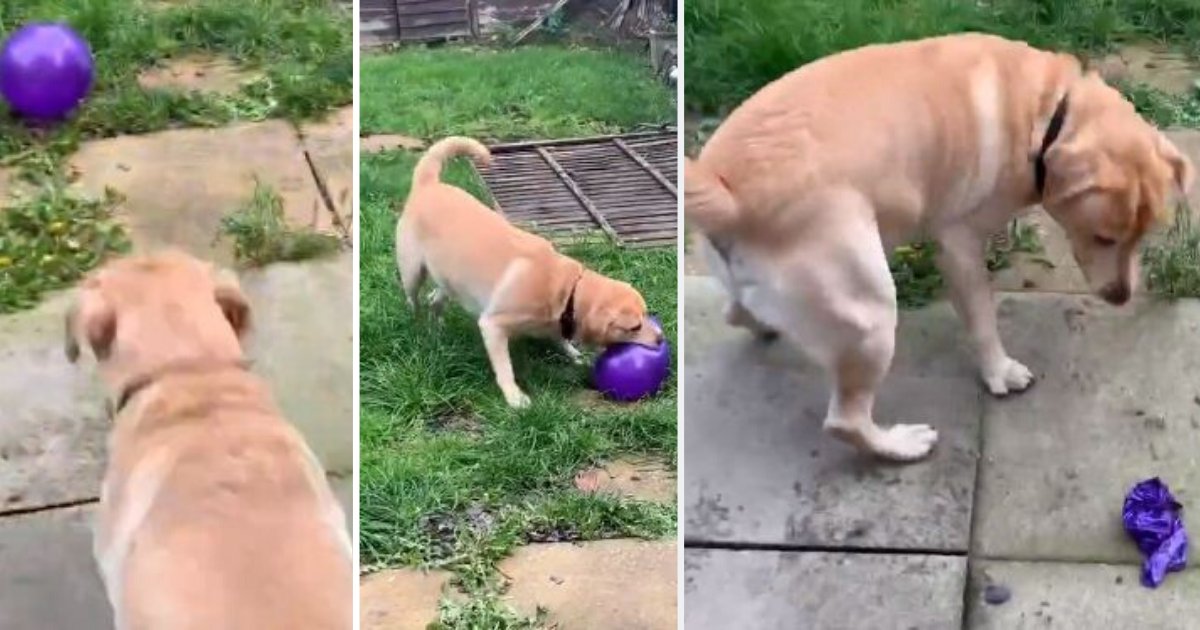 y 3 9.png?resize=1200,630 - Dog Becomes Utterly Confused After Popping Balloon