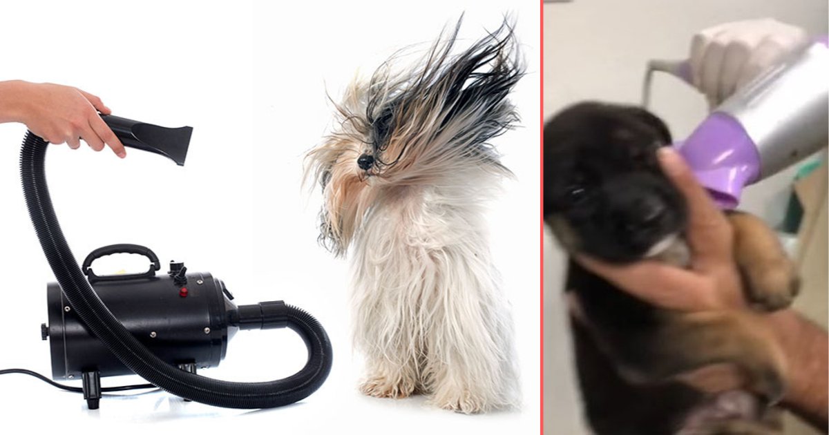 y 4 5.png?resize=1200,630 - Puppy Calmly Lets His Owner Blow-Dry His Fur After His First Bath 