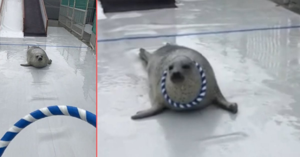 y 4 6.png?resize=1200,630 - Well Trained Seal Stuns Audiences As It Catches Rings Around Her Neck
