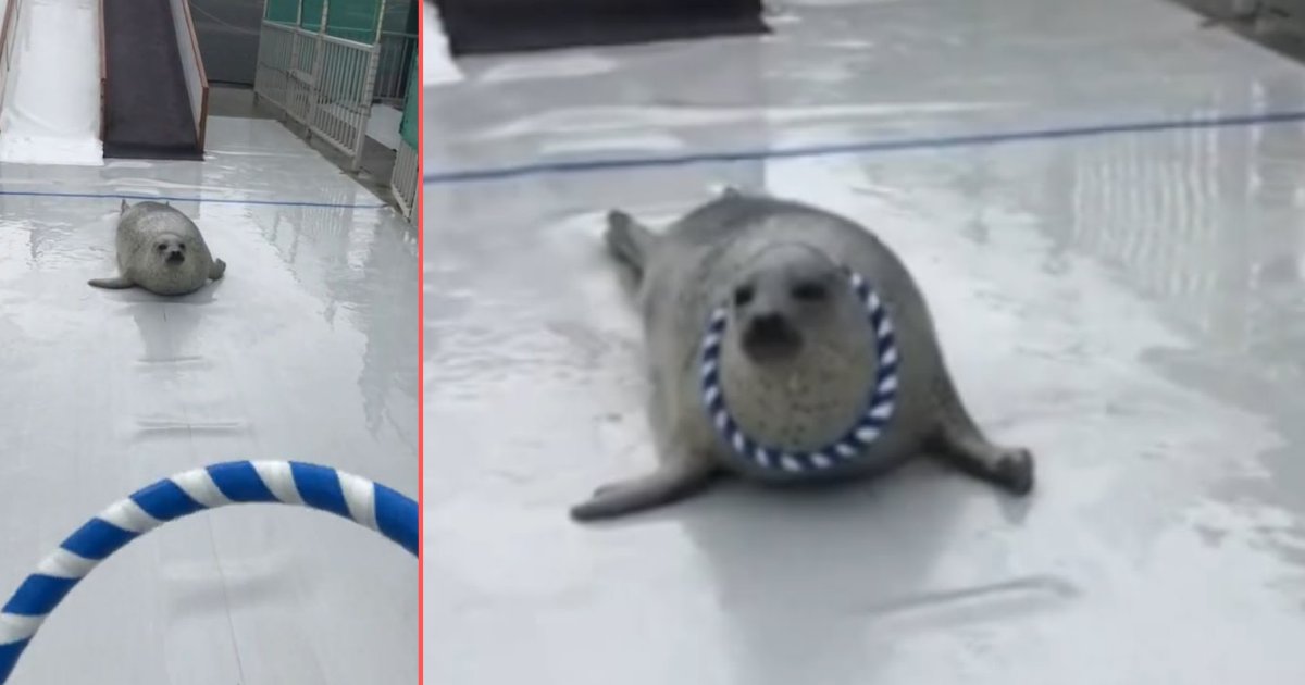 y 4 6.png?fit=1024%2C538&ssl=1&strip=all - Well Trained Seal Stuns Audiences As It Catches Rings Around Her Neck