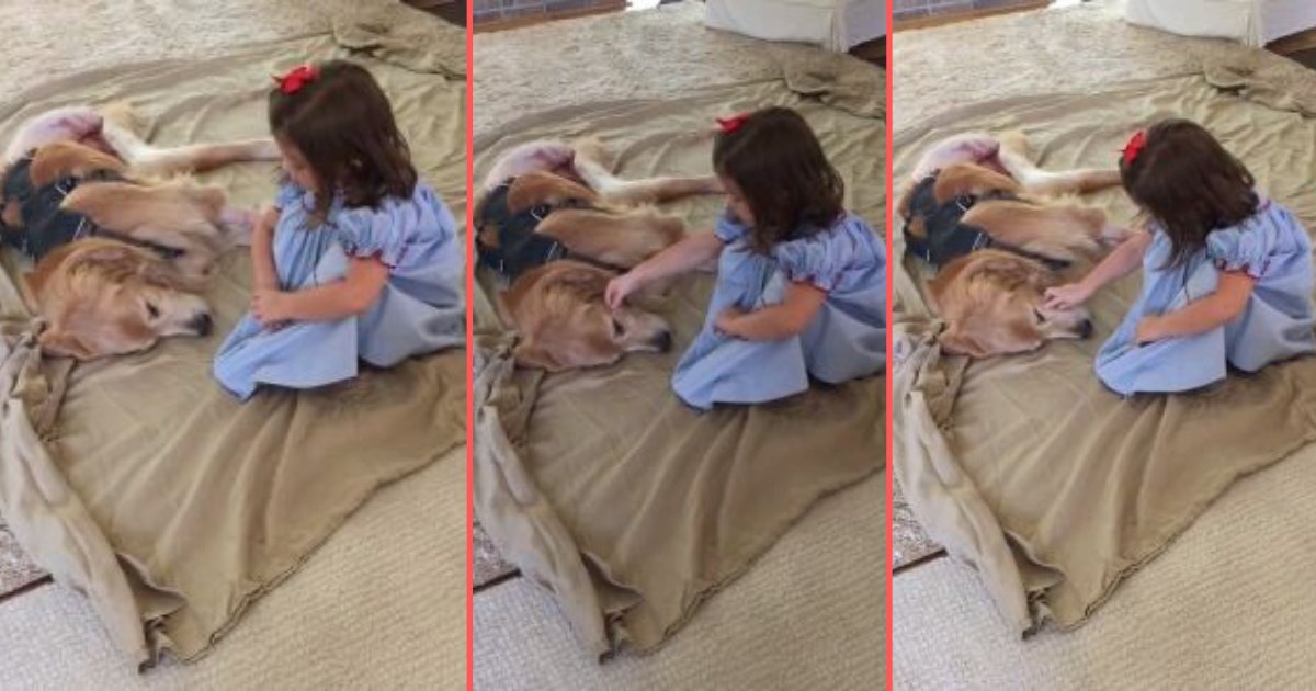 y 4 7.png?resize=1200,630 - Vidéo adorable : Une petite fille réconforte son ami le chien après qu'il ait été opéré
