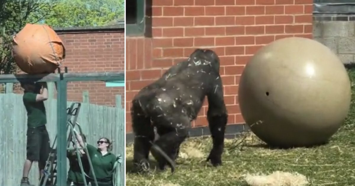 y 5 5.png?resize=1200,630 - Un jeune gorille joue avec une boule géante comme un enfant