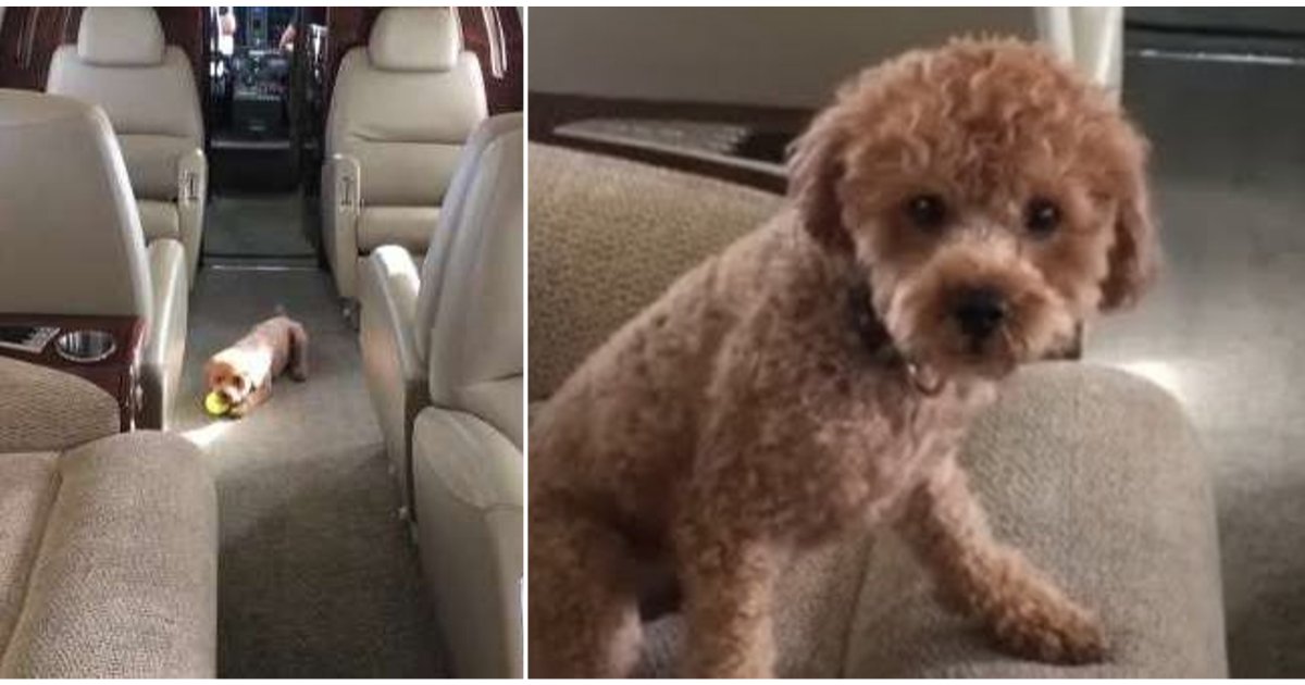 y 5 6.png?resize=412,232 - Cute Little Poodle Puppy Enjoyed His Private Jet Ride 
