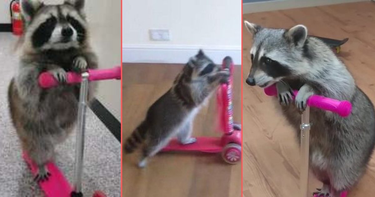 y 5 7.png?resize=1200,630 - Playful Raccoon Loves Riding A Scooter
