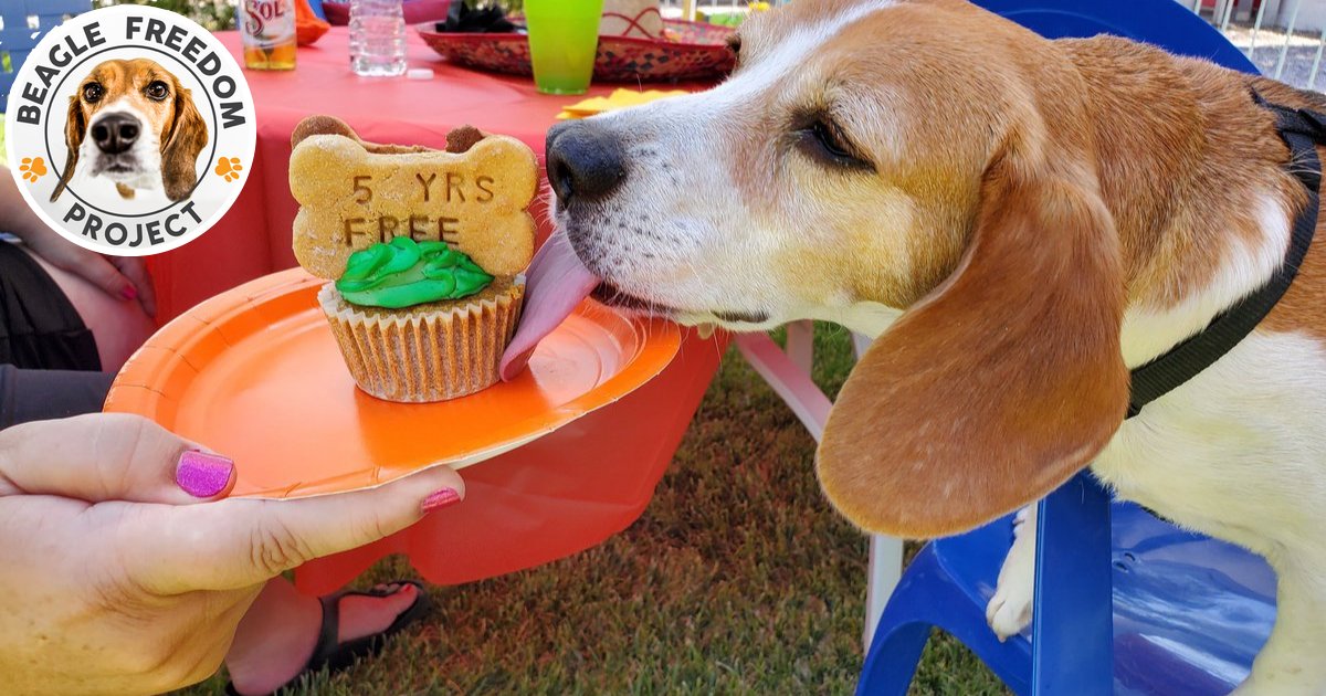 beagles rescued from lab