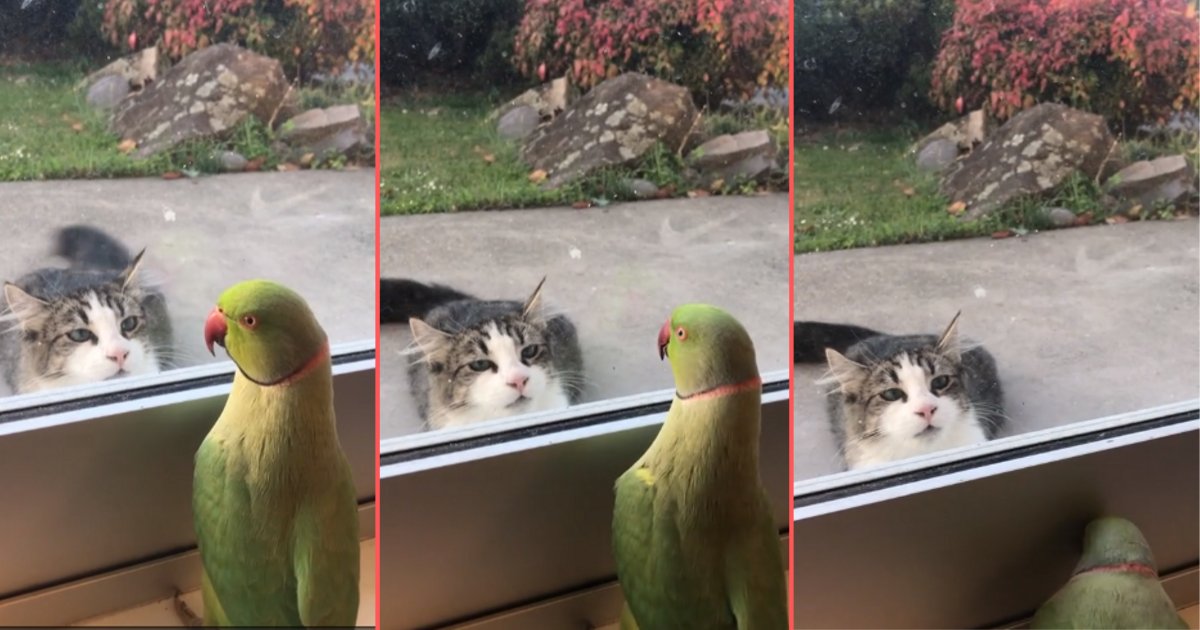 y 6 4.png?resize=412,232 - Parrot and Cat Play Peek-A-Boo In Adorable Viral Video