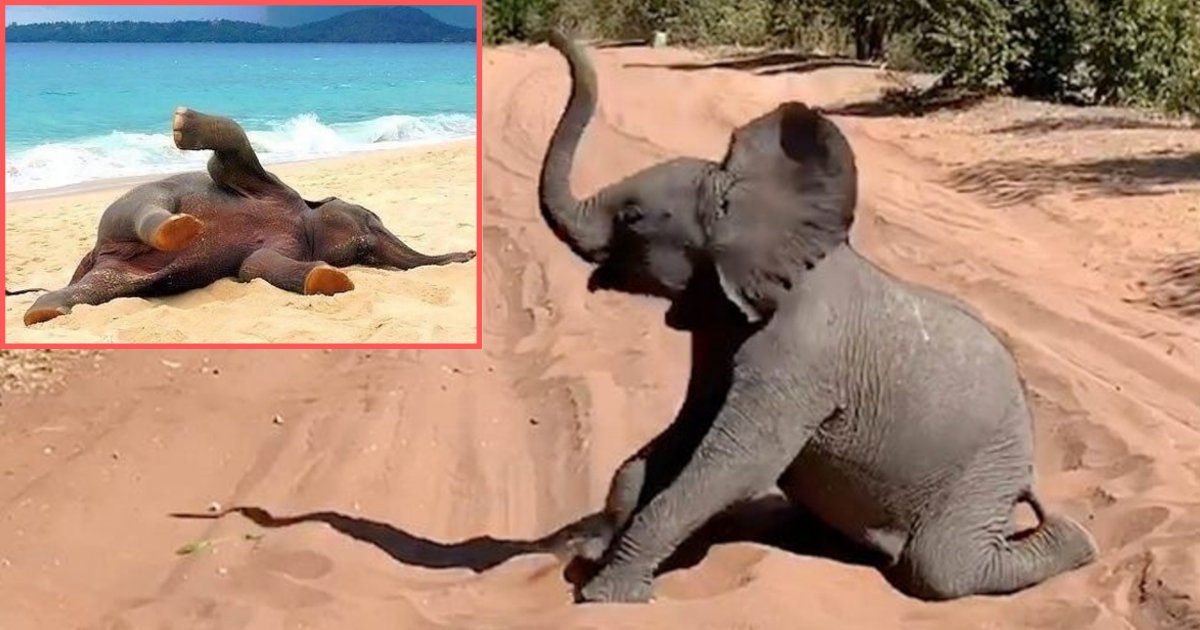 y 6 5.png?resize=1200,630 - Un bébé éléphant enjoué bloque des routes de safari en se roulant dans le sable