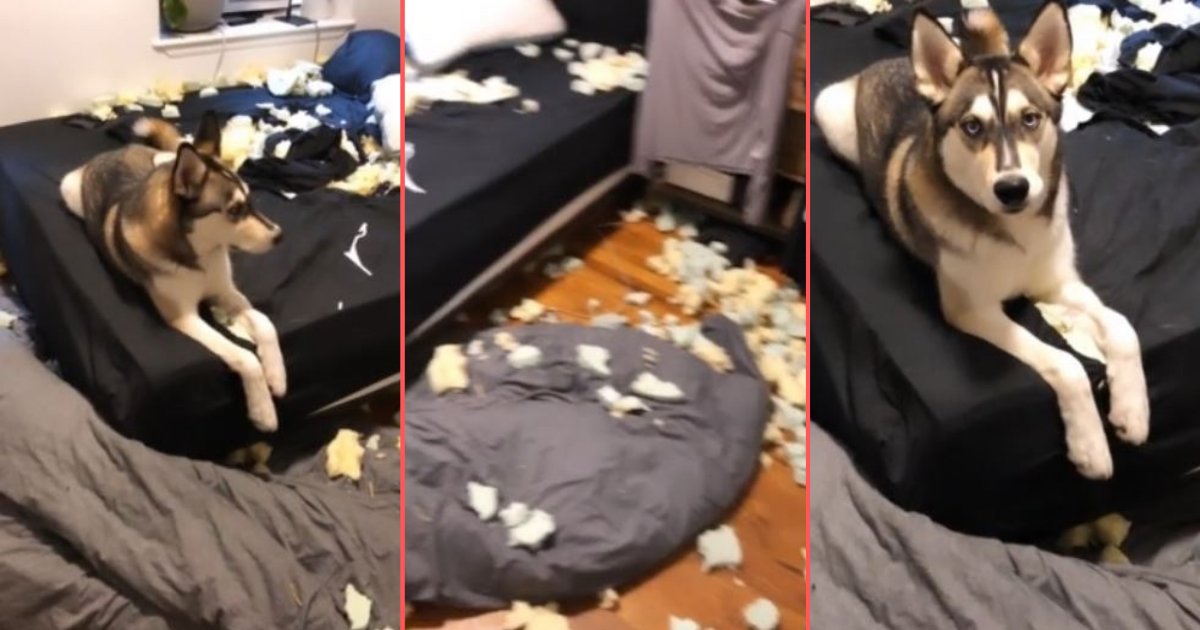 y 6 6.png?resize=412,275 - Un chien détruit une chambre et n'a pas l'air de le regretter du tout