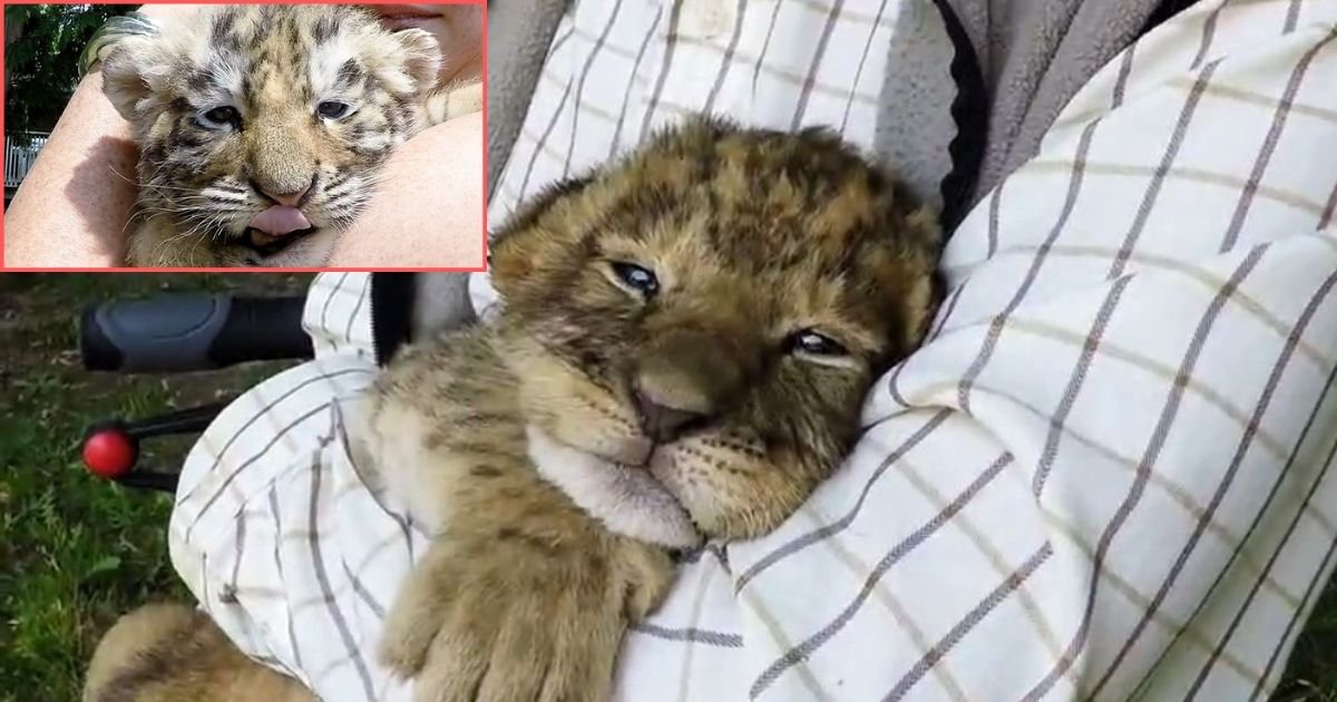 Un Mignon Petit Lionceau Essaie De Rugir Vonjour