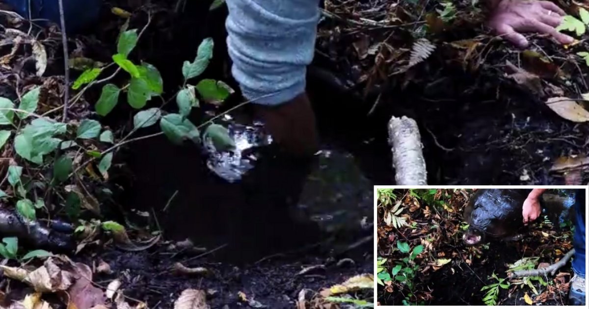 y1 1.png?resize=1200,630 - Des amateurs de nature découvrent des tortues géantes dans la forêt