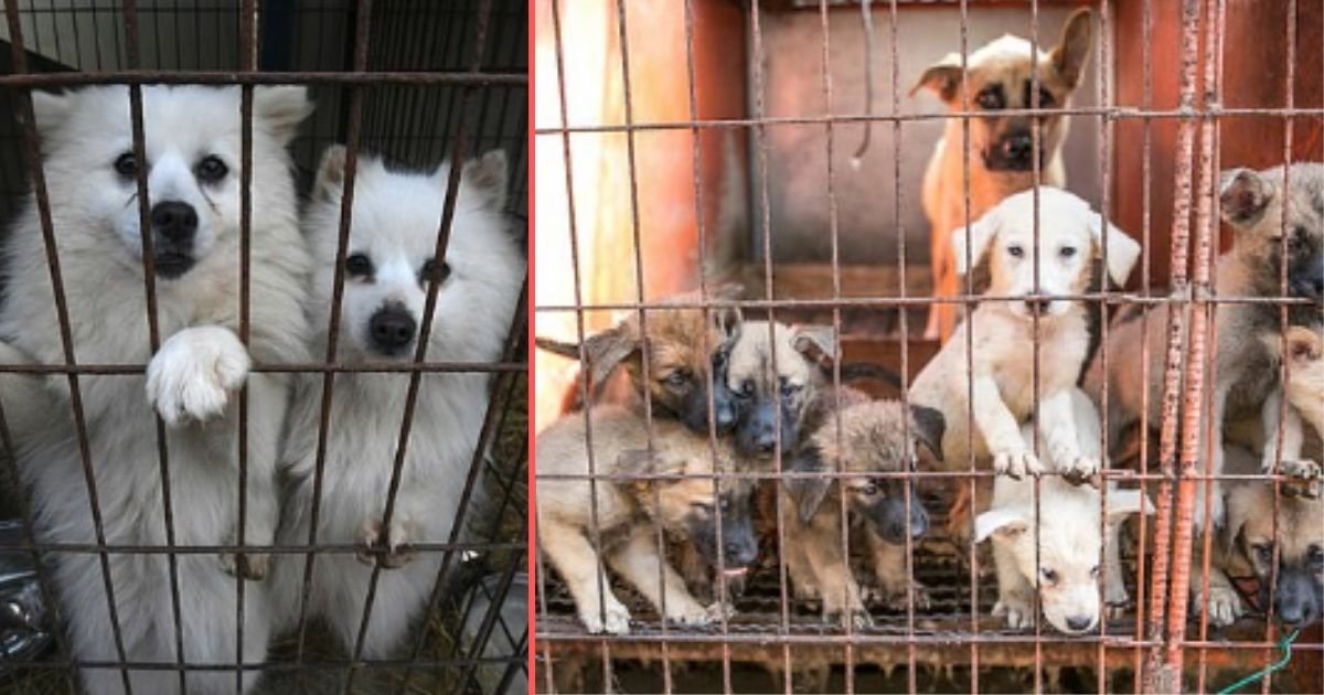 y1 4.jpg?resize=1200,630 - La capitale de la Corée du Sud a fermé tout ses abattoirs pour les chiens