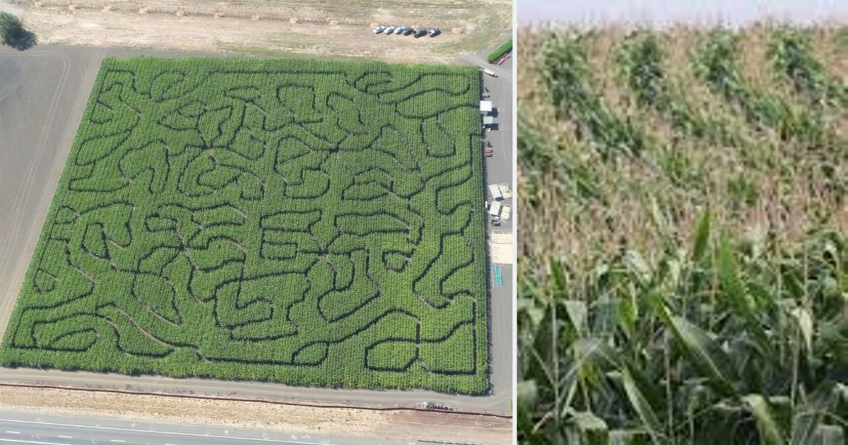 y1.png?resize=412,275 - Un homme recherché par la police se perd dans le labyrinthe géant d'un champ de maïs