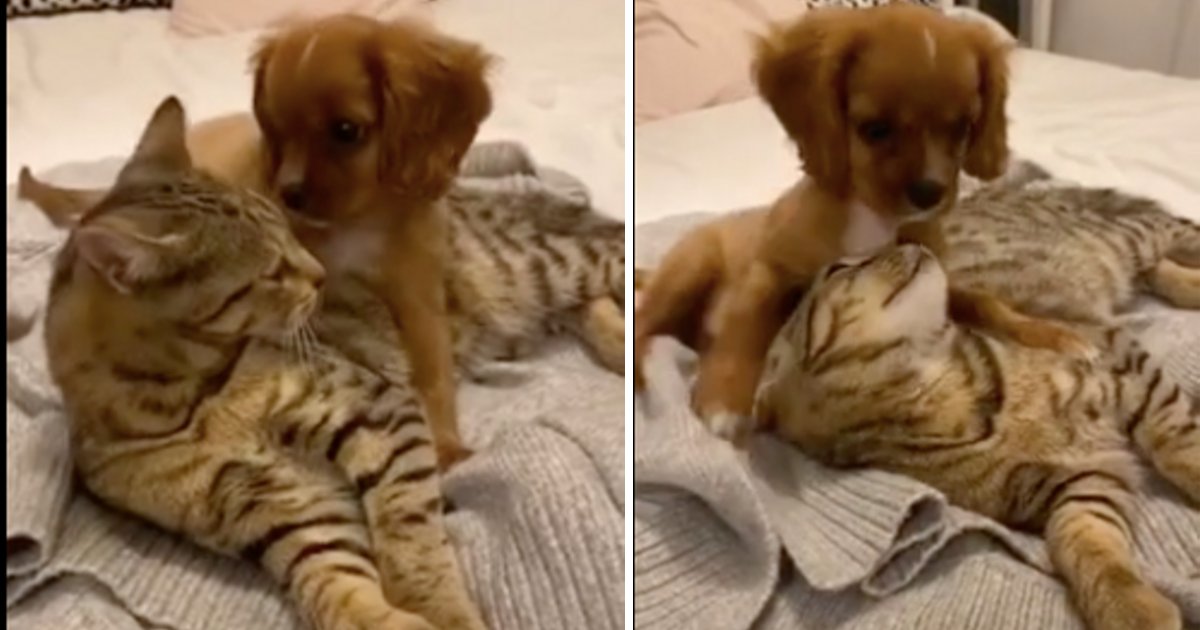 y2 5.png?resize=1200,630 - Vidéo adorable : Un chat et un chiot sont devenus les meilleurs amis du monde