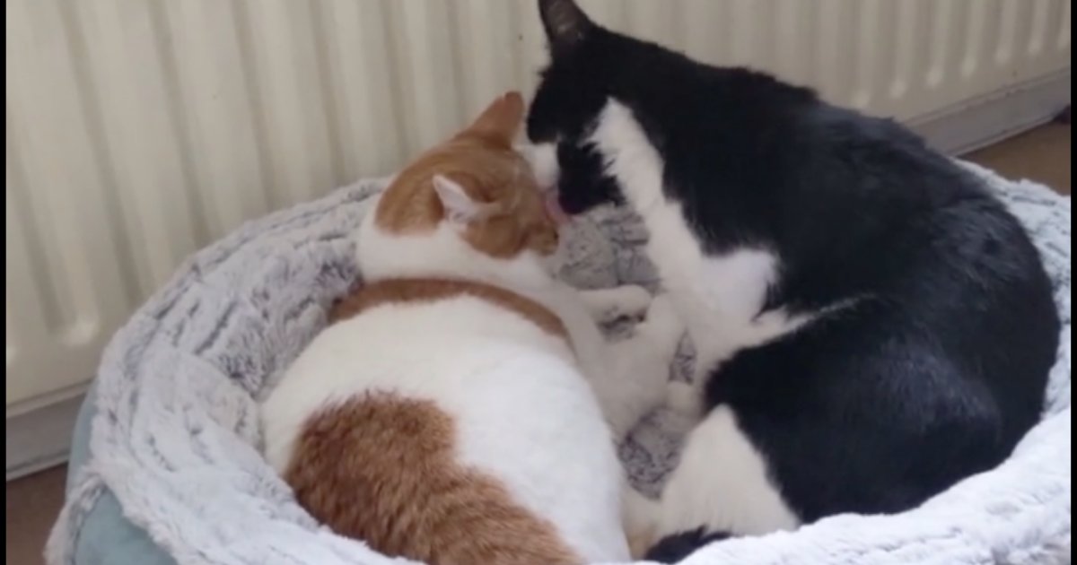 y2 9.png?resize=412,232 - Bizarre Cat Kisses Friend And Then Suddenly Attacked It