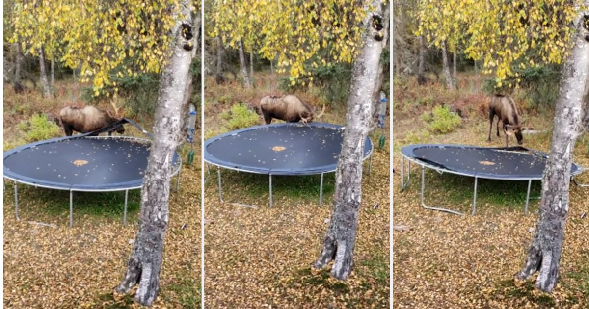 y3 2.png?resize=1200,630 - A Wild Moose Damaged The Family Trampoline In the Backyard