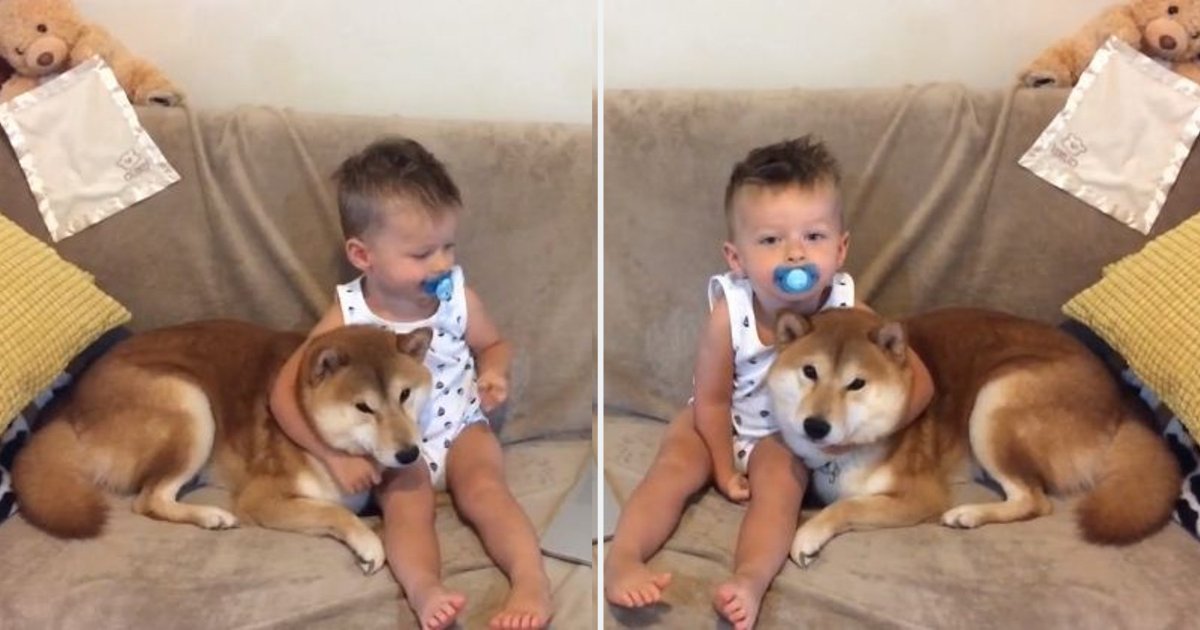 y3 7.png?resize=1200,630 - An Adorable Moment Shared Between A Shiba Inu and The Baby