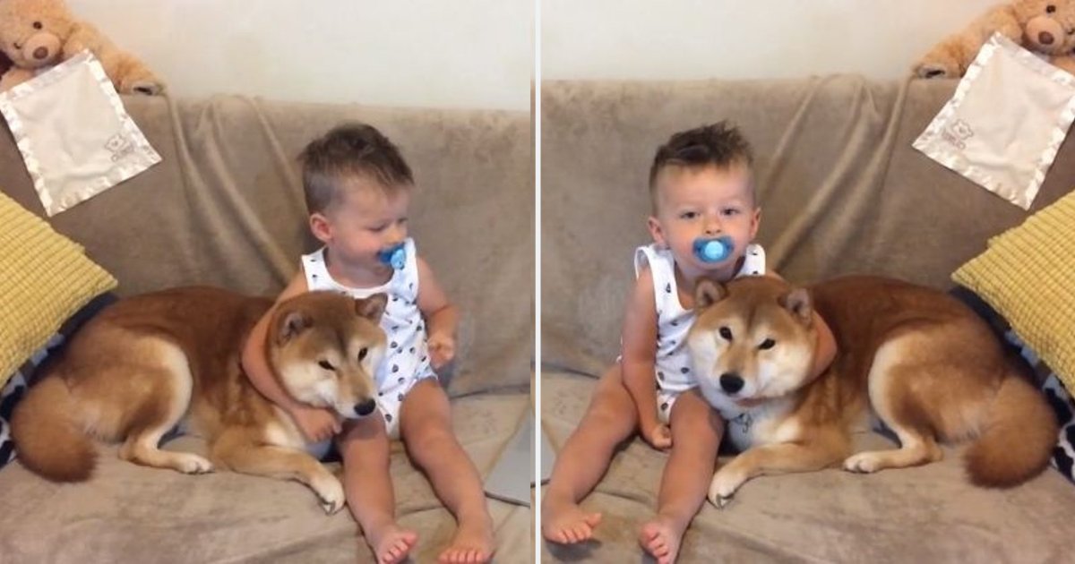 y3 7.png?resize=412,275 - An Adorable Moment Shared Between A Shiba Inu and The Baby