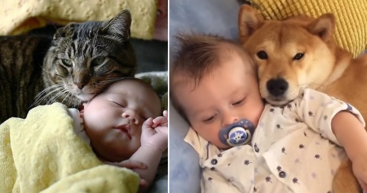 y3 8.png?resize=412,275 - Toddler, Pup, and Cat All Cuddle Together