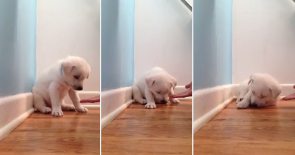 y4 1.png?resize=1200,630 - Puppy Falls Asleep In The Middle of His Training In An Adorable Video