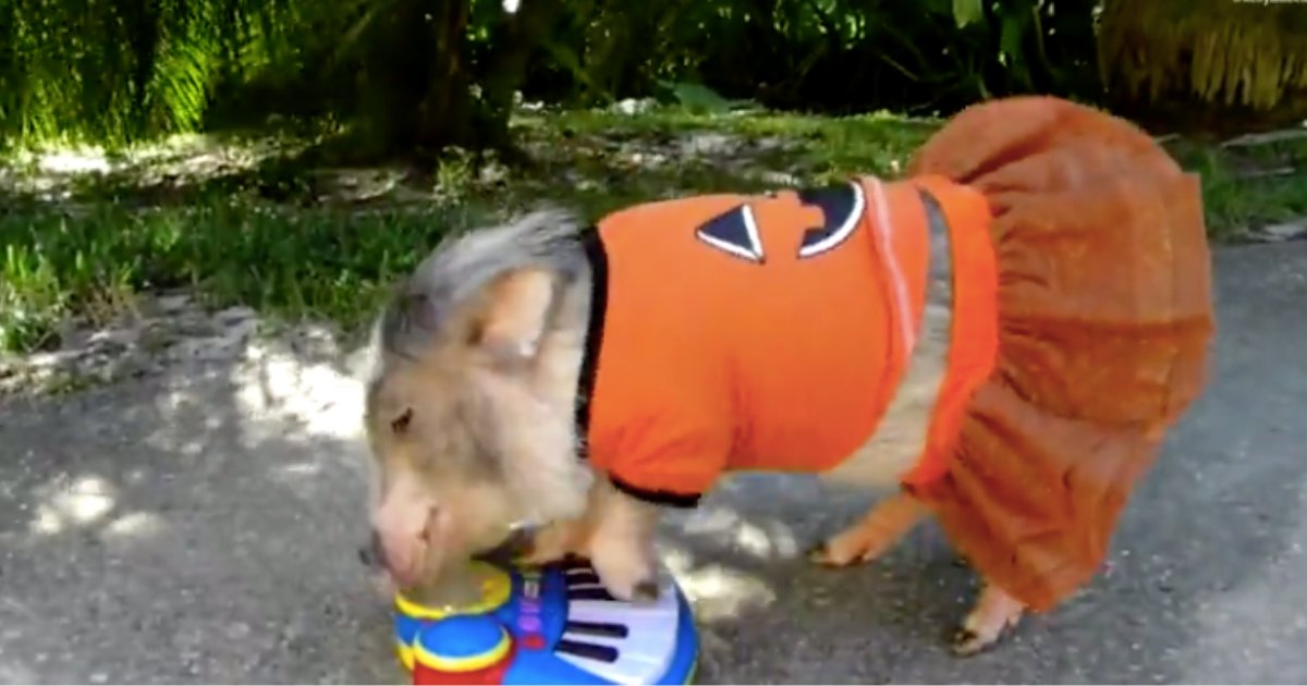 y4 10.png?resize=1200,630 - Ce cochon domestique est adorable dans son costume d'Halloween