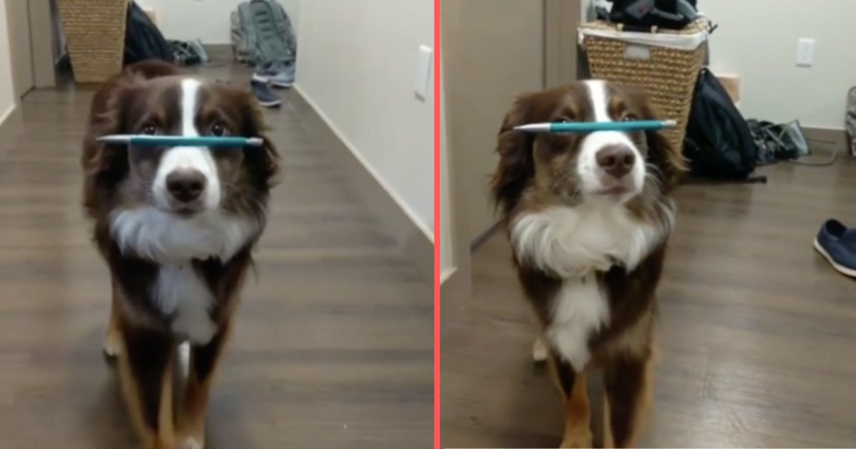 y4 4.png?resize=1200,630 - A Dog Balances A Pen On His Nose And Walks Flawlessly