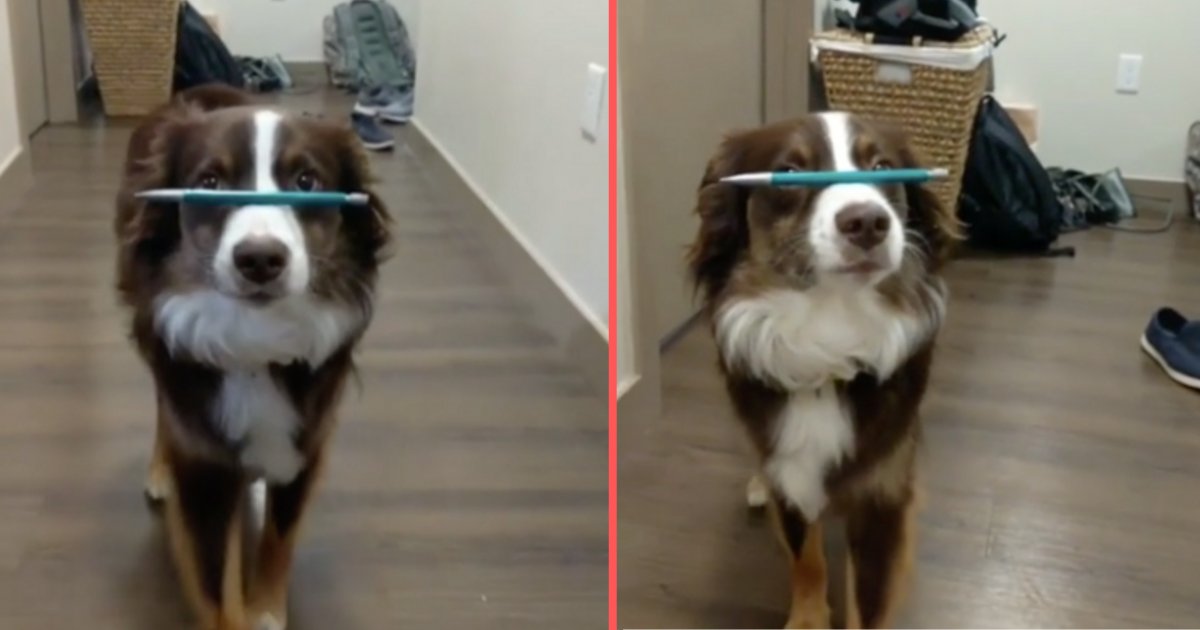 y4 4.png?resize=412,275 - A Dog Balances A Pen On His Nose And Walks Flawlessly