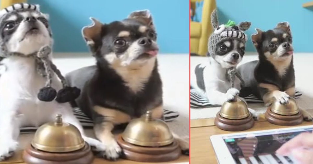 y4 6.png?resize=412,232 - Little Chihuahuas Keep Ringing The Bells to Match The Sound of The Piano