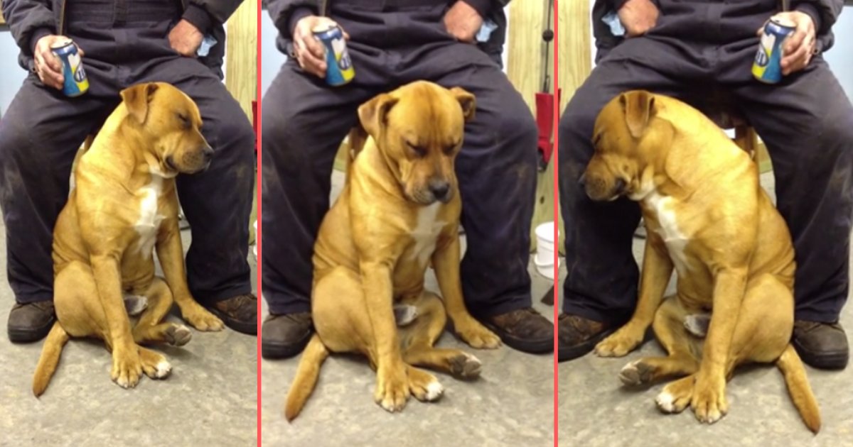 y5 1.png?resize=1200,630 - Vidéo adorable : Un chien épuisé n'a pas le temps de s'allonger, il s'endort directement assis