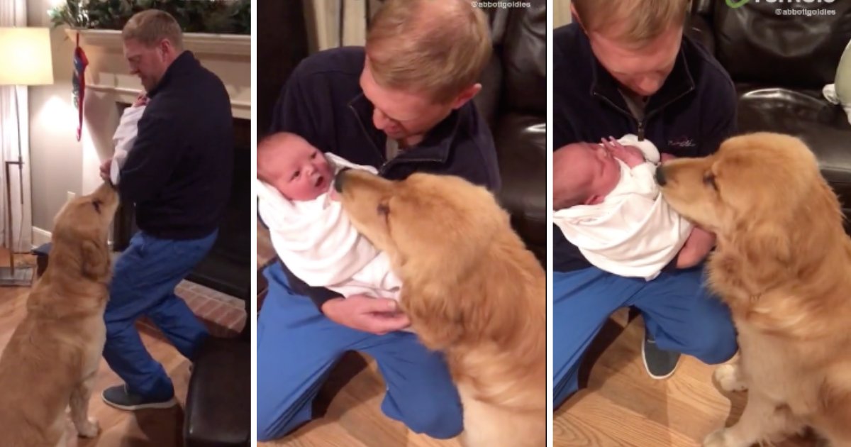 y5 10.png?resize=412,232 - Dog Meets Her Newborn Baby Sister For The First Time